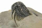 Spiny Leonaspis Trilobite - Large, Spectacular Specimen #244251-1